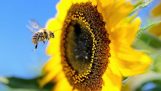 Co się stanie, jeśli pszczoły znikają;