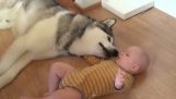 The Huskies and the baby