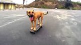 Il cane con lo skateboard