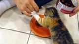 Kotě nesdílí jeho jídlo