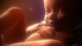 Οι 9 μήνες της ζωής του εμβρύου σε 4 λεπτά
