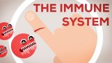Wie funktioniert unser Immunsystem;