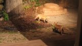 Επίσκεψη από δύο μικρές αλεπούδες