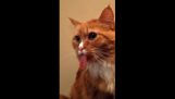 Η αντίδραση μιας γάτας στην κολλητική ταινία