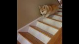 CORGI се спуска по стълбите