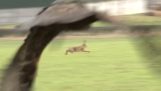 Eagle vs Hare
