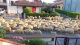 Овцы в Венеции