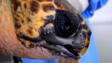Χελώνα καρέτα καρέτα σώζεται με 3D τυπωμένο ράμφος