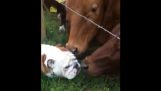 Buldogi spotkać krowy
