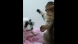 Pisica vs caine periculos