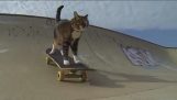 Mačka, ktorá robí skateboard