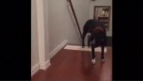 Кучето уплашен вратите