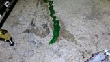 Ένα παράξενο σκουλήκι πιάνεται στην Ταϊβάν