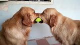 Три собаки и мяч