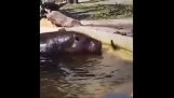 Hippopotames aident un caneton