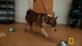 Hund upptäcka sprängämnen detektorer