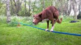 Σκύλος κάνει κατακόρυφο πάνω σε τεντωμένο σχοινί!
