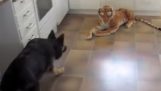 Koira vs. hirvittävän invader