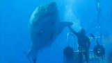 深藍色: 最大的白鯊魚之一