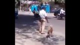 ضابط شرطة يساعد كلب على عبور الطريق