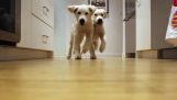 Twee puppies lopen naar hun voedsel (11 weken tot 11 maanden)
