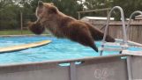 En bjørn gjør dypper i bassenget