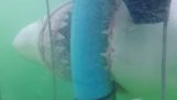 En hvid haj angreb i bur dykkere