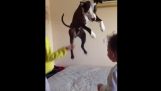 Um cão quer brincar como crianças
