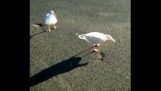 The Seagull who learned to dance