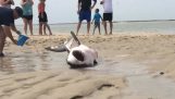 Μεγάλος λευκός καρχαρίας ξεβράζεται σε παραλία