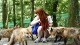 狐狸在日本的村莊