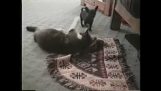 Κουτάβι κλέφτης εναντίον γάτας