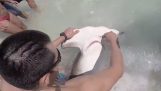 Η διάσωση ενός σφυροκέφαλου καρχαρία