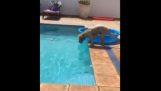 Ένας έξυπνος σκύλος πιάνει τη μπάλα του από το νερό