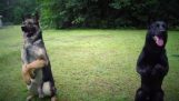 Highly trained German Shepherd dogs