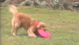 Un câine și 5 Frisbee