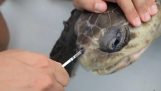 Sea turtle rescue con una cannuccia di plastica nella narice del