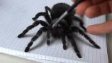 En edderkop i 3D maleri