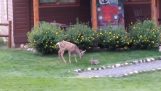 A small deer and a Hare play together