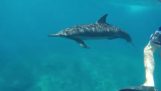 Το δελφίνι θέλει να εντυπωσιάσει τους τουρίστες