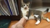 Gatto vs massaggiatore