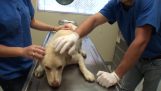 Pies jest uratowany i giatreyetai od poważnych obrażeń