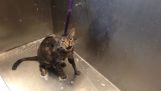 Katten säger “Inget mer” Under hennes bad