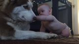 Le Husky aime le bébé