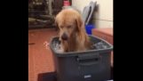 एक बहुत खुश कुत्ता एक स्नान ले