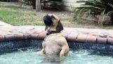 Il cane nella vasca idromassaggio