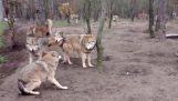 Stado wilków ataki wilka “Omega”