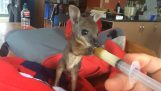 Mate en nyfødt kenguru
