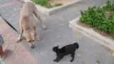 बिल्ली उसे पहले एक कुत्ते से बचाता है