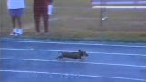Svůdce pes krade ve sprintu